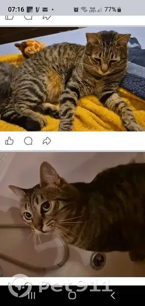 Chat perdu, Rue de l'Yvette, Les Essarts - photo