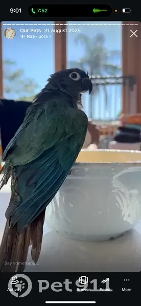 Lost Green Cheek Conure Tiki in Ryde - photo