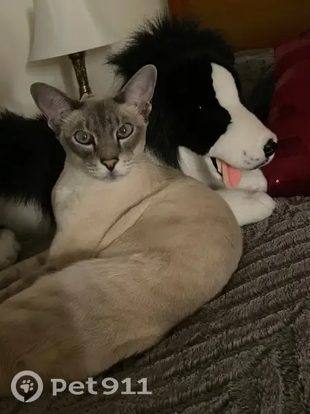 Lost Cat: Zero, Skittish Siamese in Glenorchy - photo