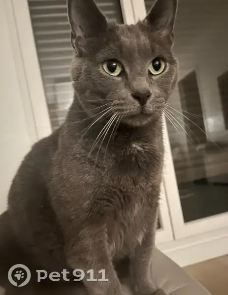 Chat gris Simba perdu à Paris - photo