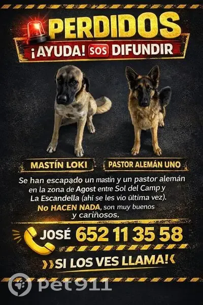 Perros Perdidos: Siempre Juntos en Agost - photo