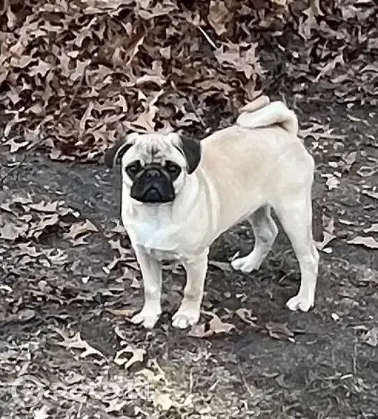 Missing: Sweet Pug with Unique Lip Scar - photo