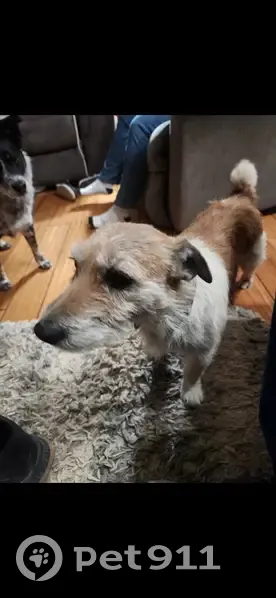 Lost Wire Hair Terrier: Jay, OK - photo