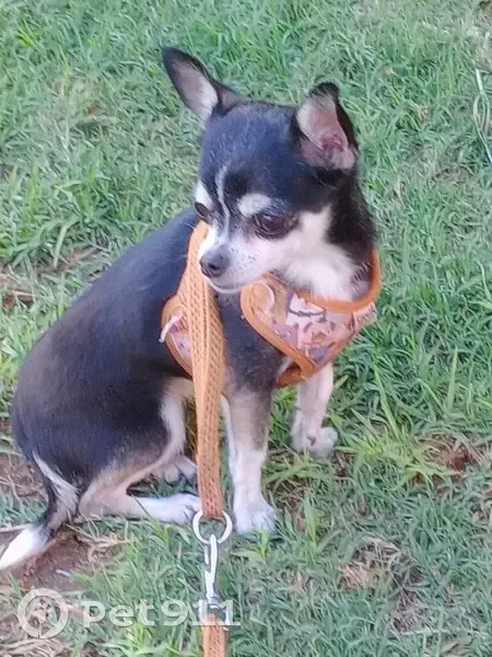 Perro Perdido: Blanco y Negro con Vestido Rosa - photo