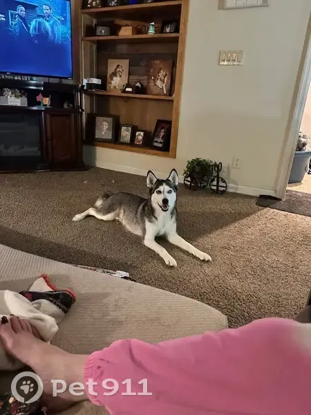 Lost Husky: Black & White, Phenix City - photo