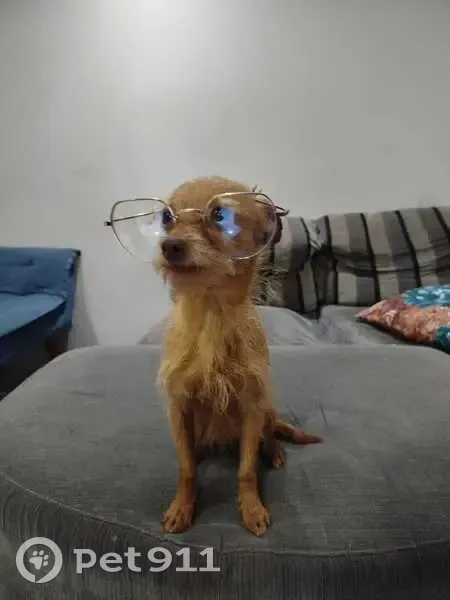 Cachorro perdido - photo