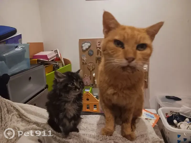Chat âgé malade perdu à Brétigny-sur-Orge - photo