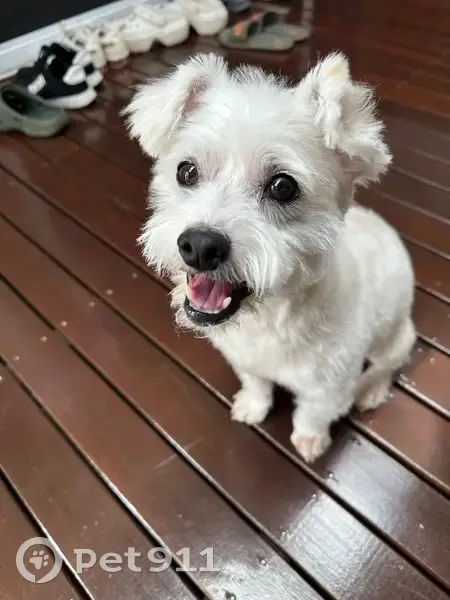 Lost White Dog, 7kg, Stud Rd Melbourne - photo