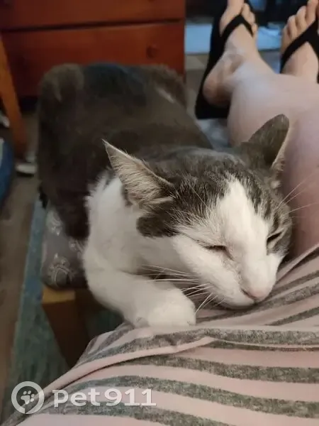 Lost: Friendly Toothless Cat in Chesterville - photo