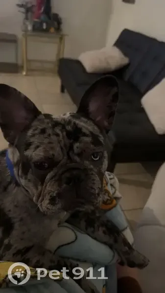 Lost Merle Dog: Blue Harness, Glendale - photo