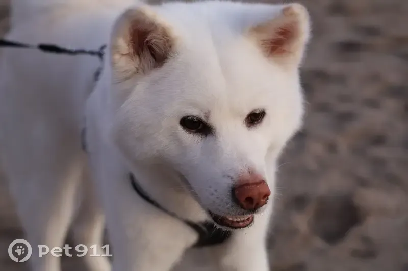 Missing: White Dog with Teal Collar, I-40 - photo