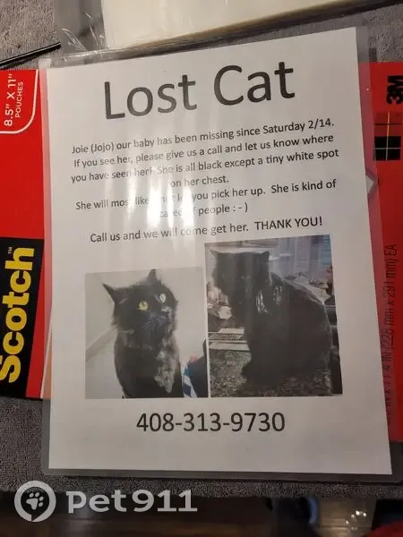 Lost Black Mancoon Cat in San Jose - photo