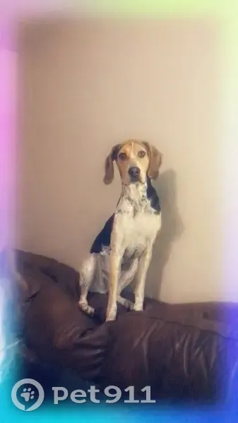 Lost Bluetick Coonhound in Loveland - photo