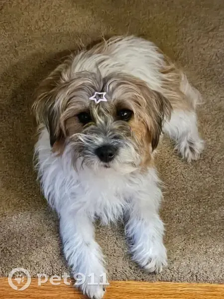 Lost Jack Russell Terrier in Dagsboro - photo