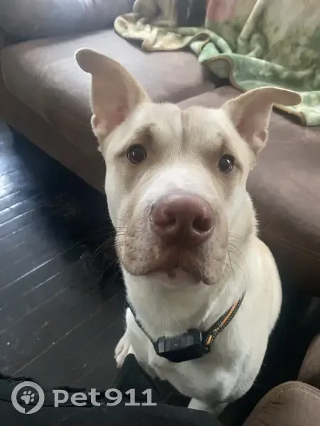 Lost Dog: Friendly Golden & White Pup - photo