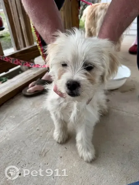 Found: Light Blonde Dog & Pup in Celina - photo