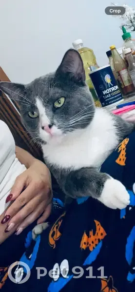 Lost Cat: Friendly Gray & White, Upper Darby - photo