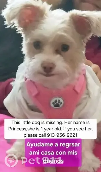 Lost Dog: White Shirt & Pink Chest, KC - photo