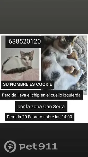 Gata Blanca con Manchas Perdida en L'Hospitalet - photo