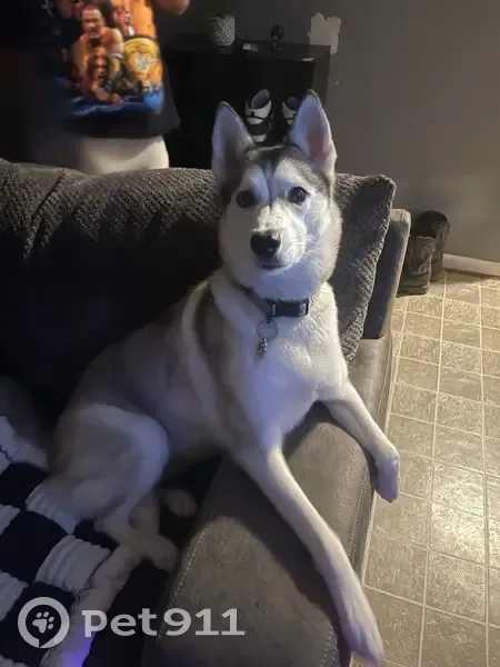 Missing Dog: Unique Eyes, Skull Collar - photo