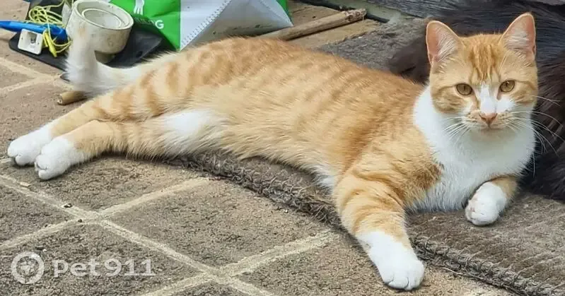 Help Find Dorito: Missing Ginger Cat - photo