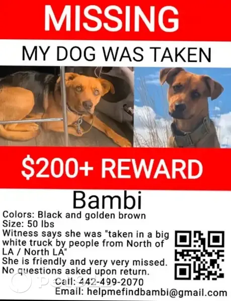 Help Find Bambi: Stolen in Slab City - photo