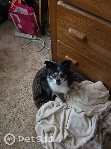 Lost 16-Year-Old Chihuahua: Kiwi Missing - photo