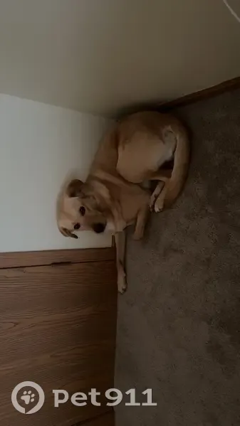 Lost Dog: Small Golden Retriever Mix - photo