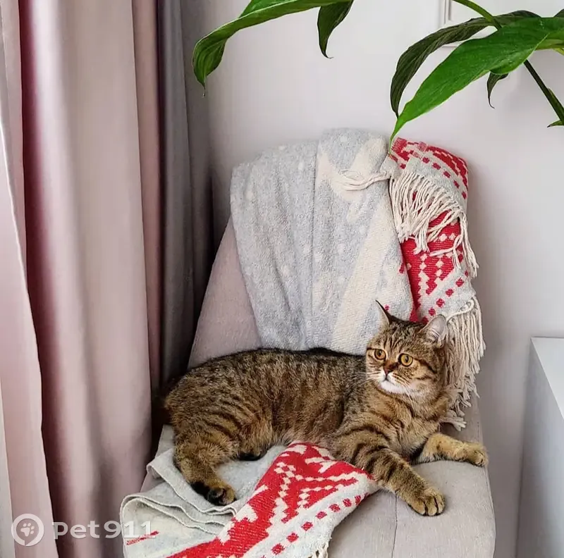 Зникла шотландська кішка: винагорода! - photo