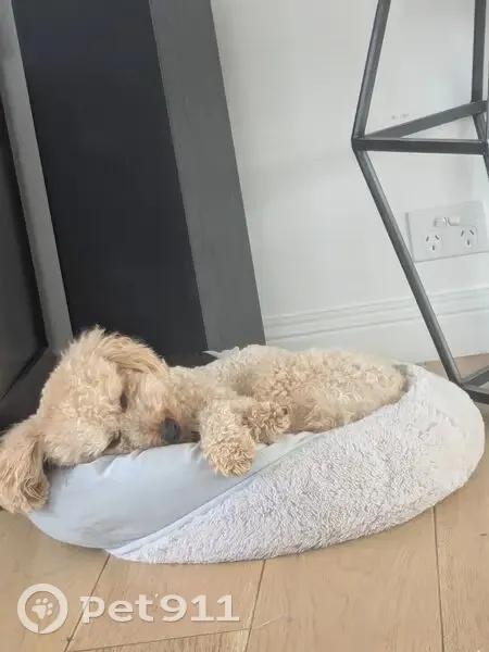 Lost Cavoodle: Apricot, 3yo, South Melbourne - photo