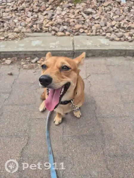 Found: Friendly Dog in Fulham Gardens - photo