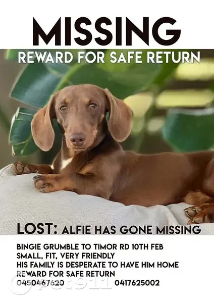 Lost Dachshund in Warrumbungle - photo