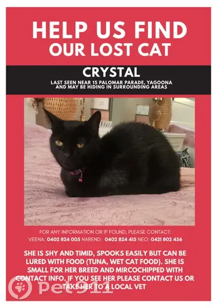 Lost Black Cat: Timid, Microchipped, Hume Hwy - photo