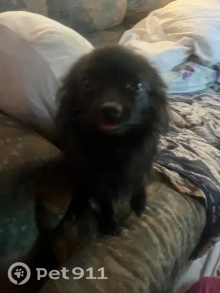 Lost Dog: Black Fur, White Toes, Shy - photo