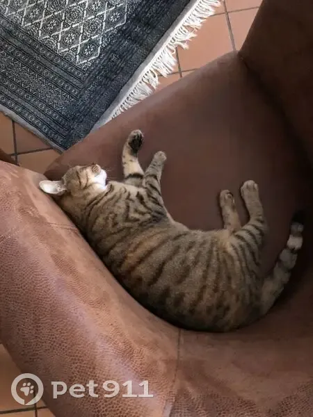 Pépite, chatte grise perdue à St Avé - photo