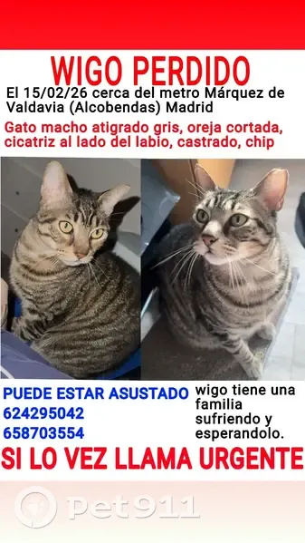 ¡Gato Perdido! Oreja Cortada y Cicatriz - photo