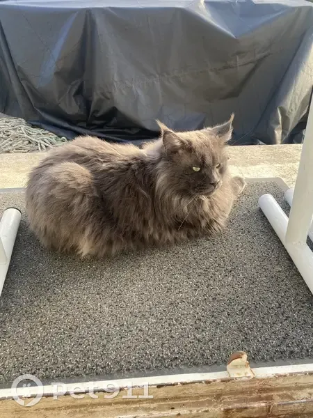 Chat Maine Coon gris perdu en Normandie - photo