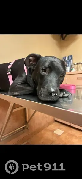 Lost Black Sharpei Mix on Ghost Rider St - photo