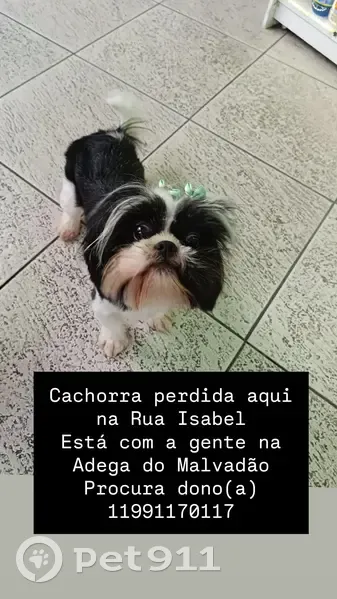 Cachorro encontrado - photo