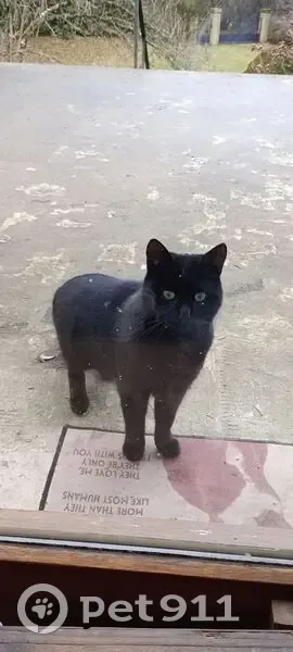 Chat noir trouvé, queue courte, Montsauche - photo