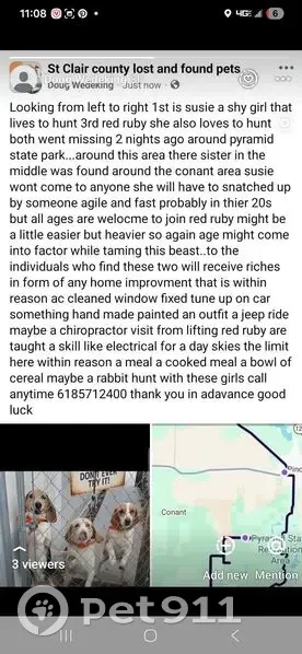 Lost Beagle Spotted in Conant, IL - photo