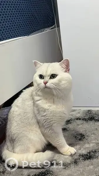 Missing Cat: Simba, White & Silver, Huntington - photo