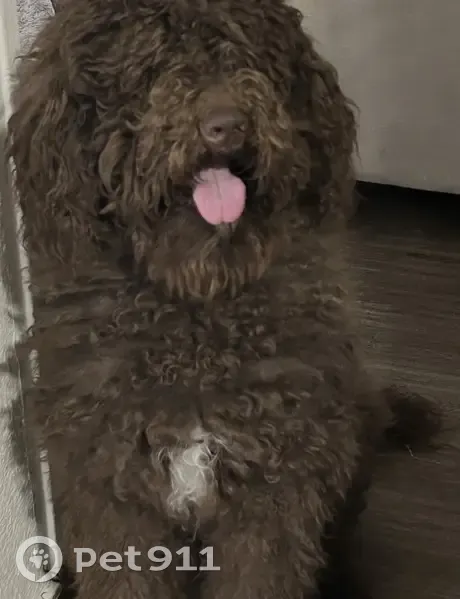 Help Find Bentley: Lost Chocolate Poodle! - photo