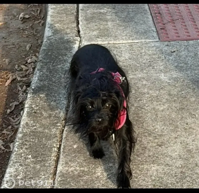 Lost Black Terrier: Pink Collar, Fowler Park - photo
