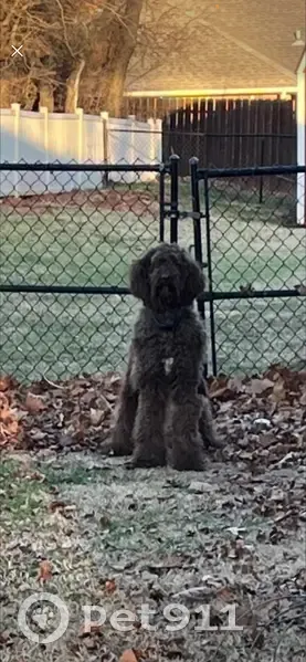 Help Find Bentley: Sweet Poodle Lost - photo