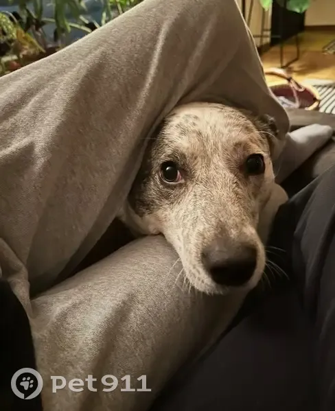 Lost Heeler Mix: Black-Spotted, Forest Hills - photo