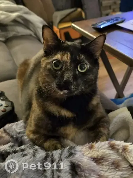Lost Tortoiseshell Cat in Cortland, NY - photo