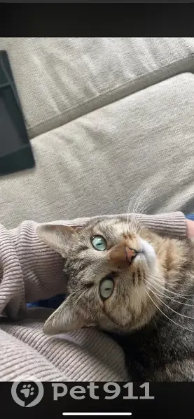 Chat perdu à Langogne, secteur des cités - photo
