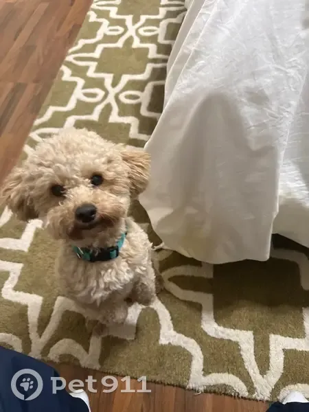 Lost Poodle: Friendly, Cream-Colored Pup - photo