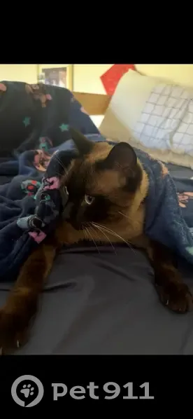 ¡Gato Siamés Perdido en Estepona! - photo